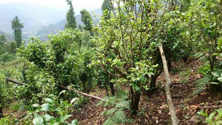 大忠山古树茶价格表，特点，查询