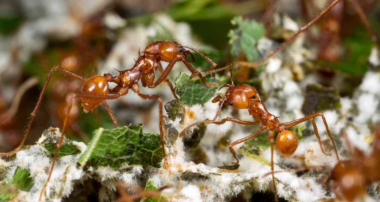 白蚂蚁的食物来源及其多样性：如何为白蚂蚁提供合适的食物？