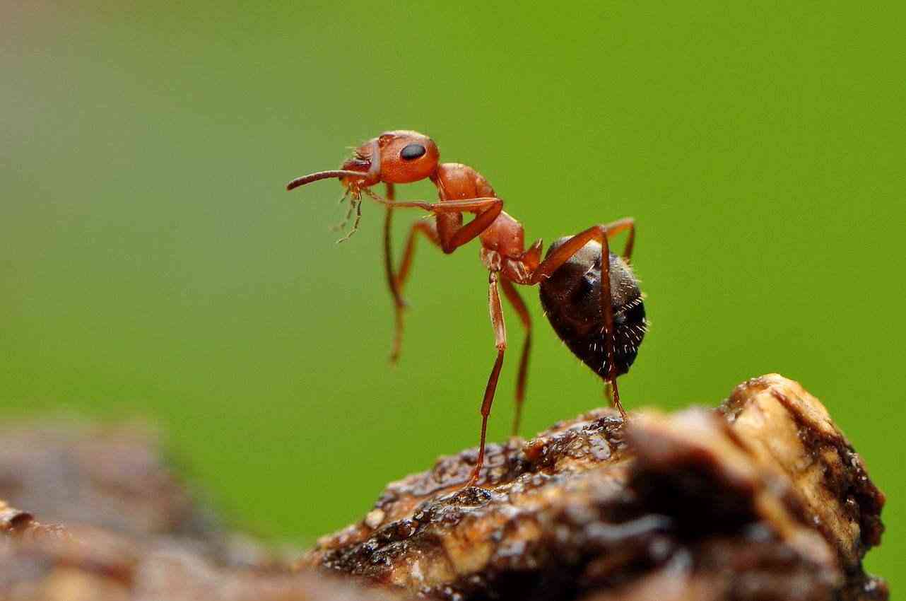 白蚂蚁的食物来源及其多样性：如何为白蚂蚁提供合适的食物？