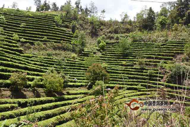 春源普洱茶场地址