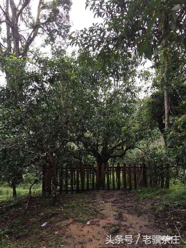 古树普洱茶的珍藏之道：一份详尽的保存与存指南