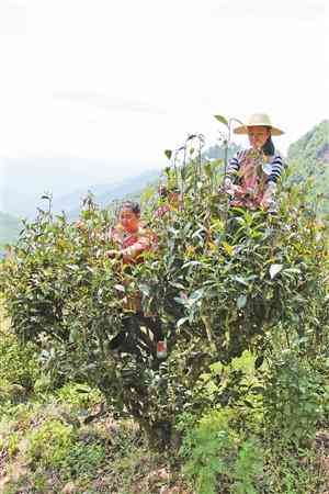 探秘墨江景星：古树茶山野气韵与深广口感的结合