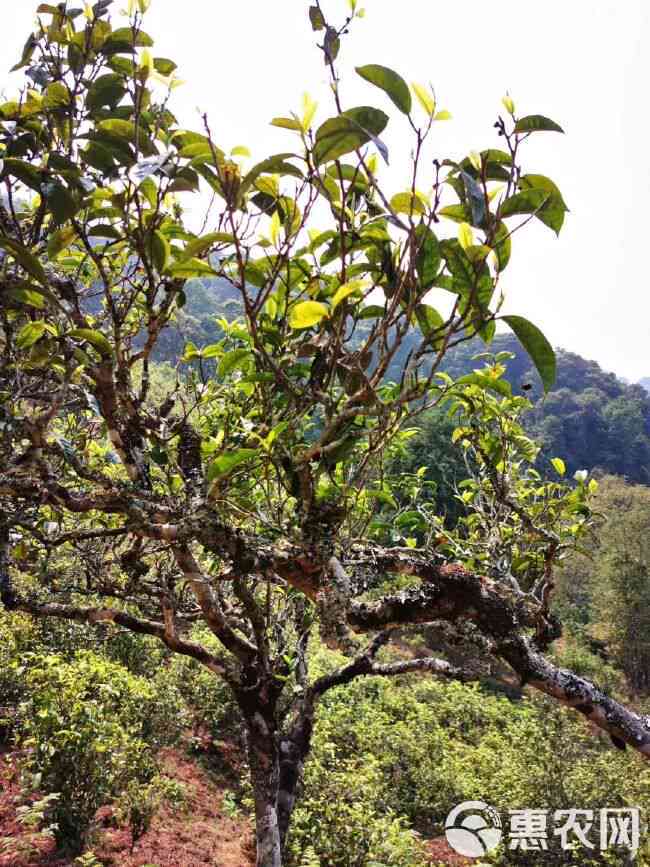 探秘墨江景星：古树茶山野气韵与深广口感的结合