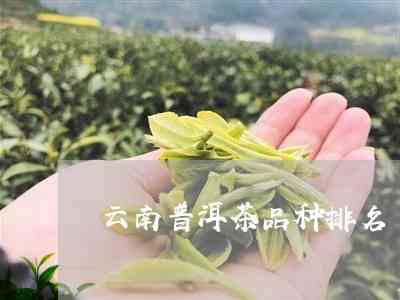 云南普洱茶品种名称：云南普洱茶有哪些种类？