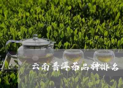 云南普洱茶品种名称：云南普洱茶有哪些种类？