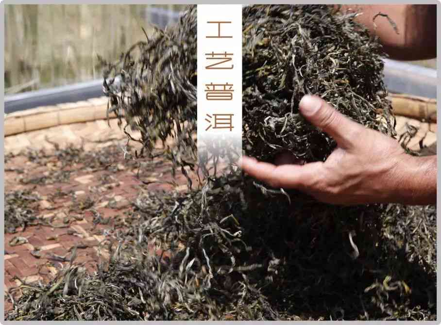 云南丰富的茶树资源：探索正宗普洱茶的主要产区及其独特品质