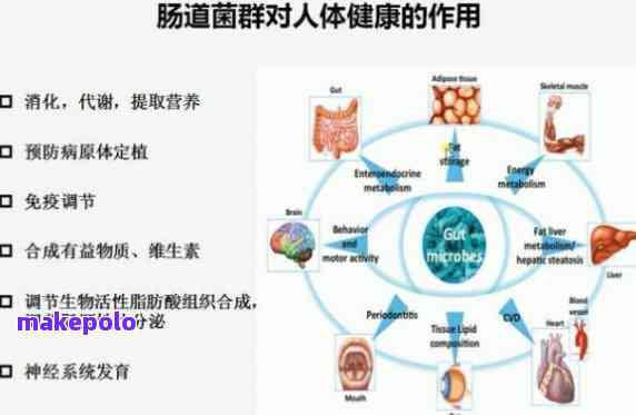 探究普洱茶中益生菌含量及其对人体健的潜在影响