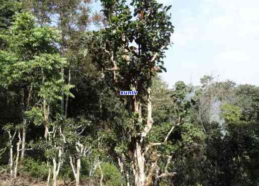 云南凤冠山茶叶：探寻古树茶的魅力与风味