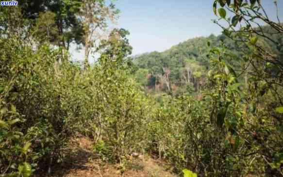 云南凤冠山茶叶：探寻古树茶的魅力与风味