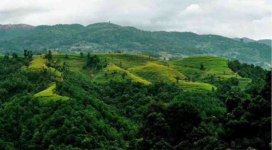 凤冠山普洱茶什么档次