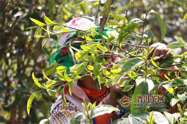 普洱茶青味之谜：探究其成因与品鉴方法