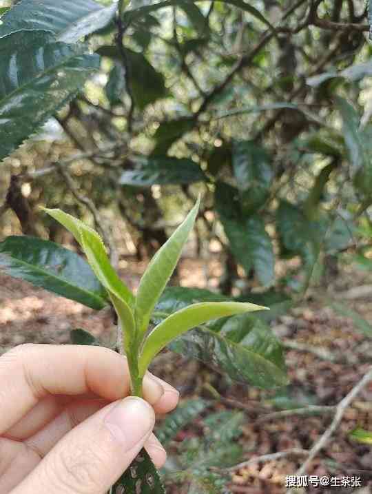 青味重的普洱茶能喝么吗