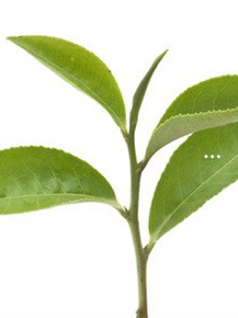 全面解析：普洱茶中最贵的茶叶品种及其特点，以及为何如此珍贵？