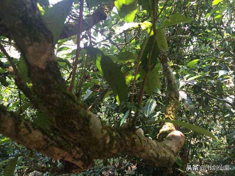 探寻普洱茶十大贵茶：揭秘最昂贵的茶叶品种与价格排名