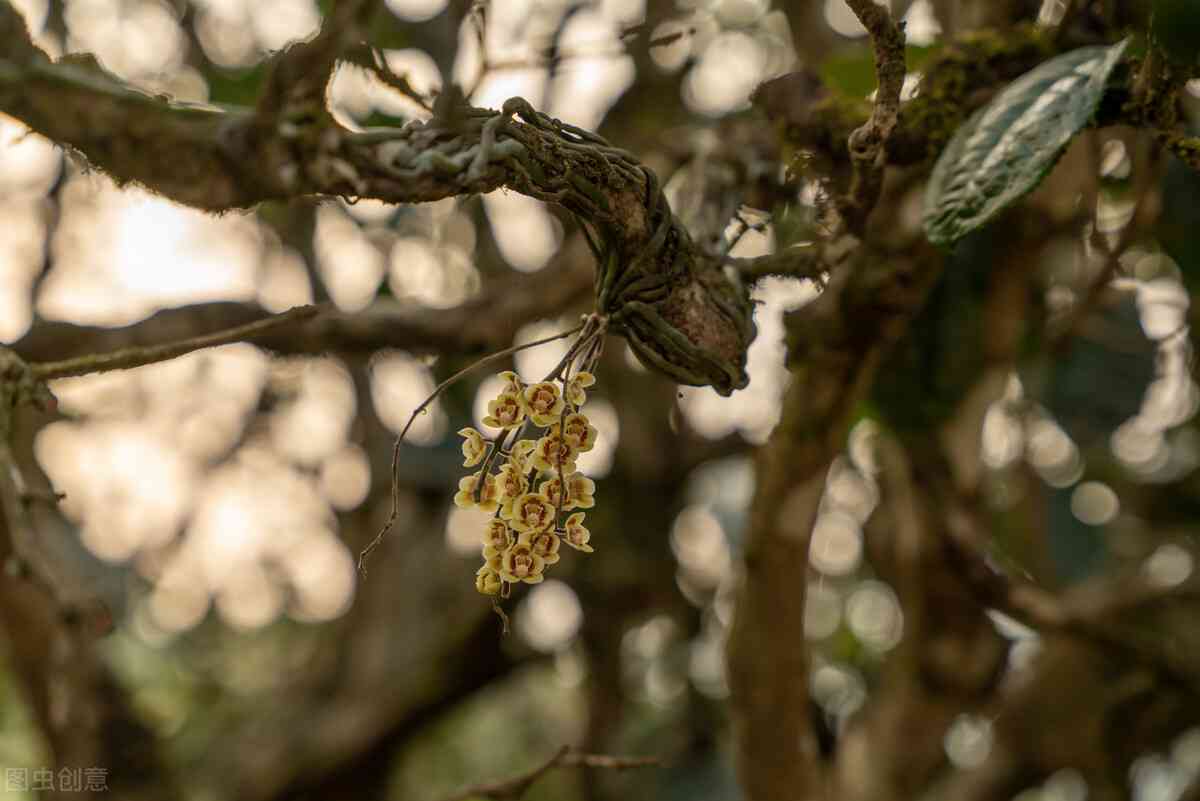 探寻普洱茶十大贵茶：揭秘最昂贵的茶叶品种与价格排名