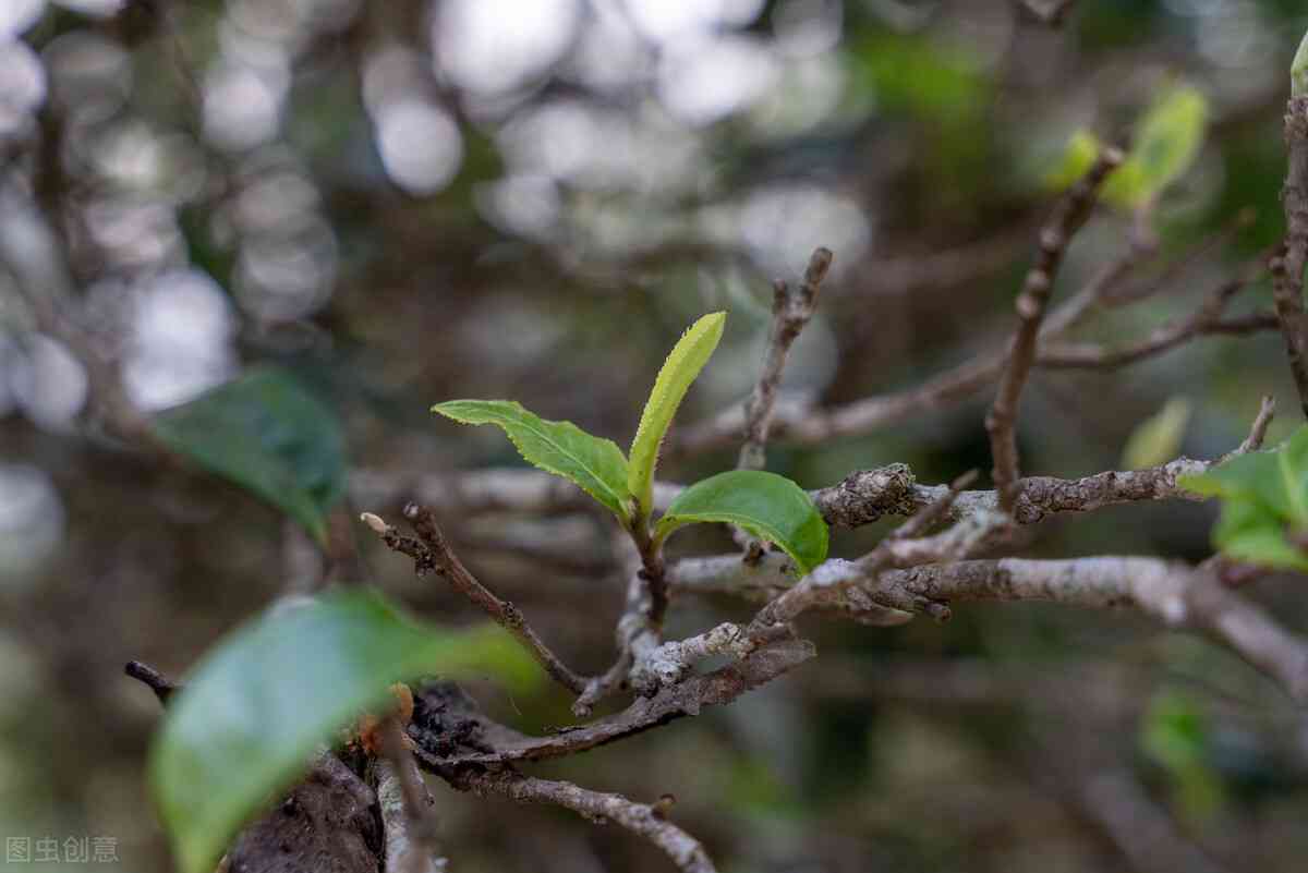 探寻普洱茶十大贵茶：揭秘最昂贵的茶叶品种与价格排名