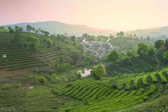 九坡台普洱茶：源自哪个云南茶区的高品质茶叶？了解其独特产地与风味