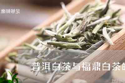 福鼎白茶与普洱茶对比