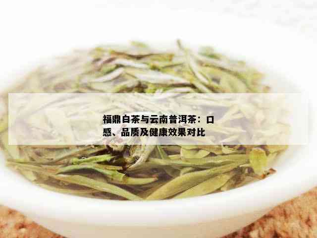 福鼎白茶与普洱茶对比