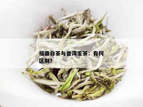 福鼎白茶与普洱茶对比