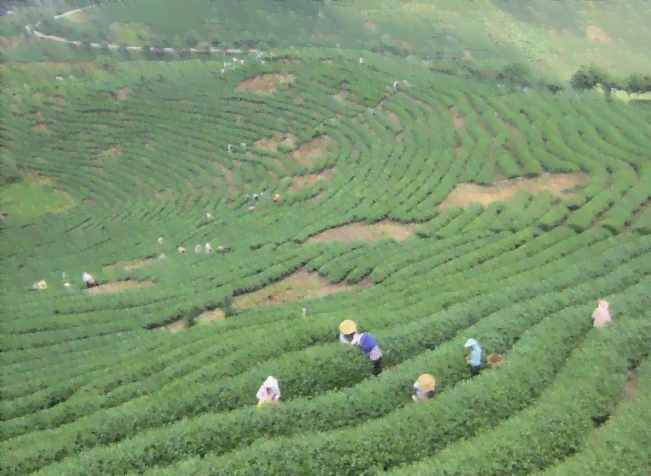 最苦的普洱茶是哪个山头：解答普洱茶中的极致苦味之谜