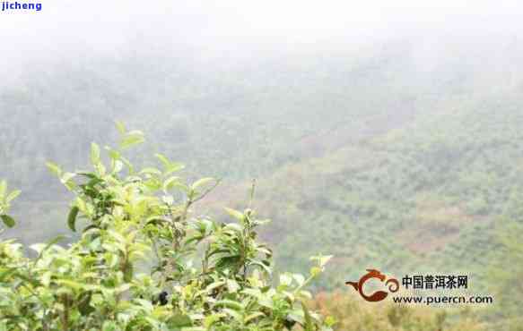 探索普洱茶十大名山：了解产地、品质与文化，助你轻松选购优质茶叶