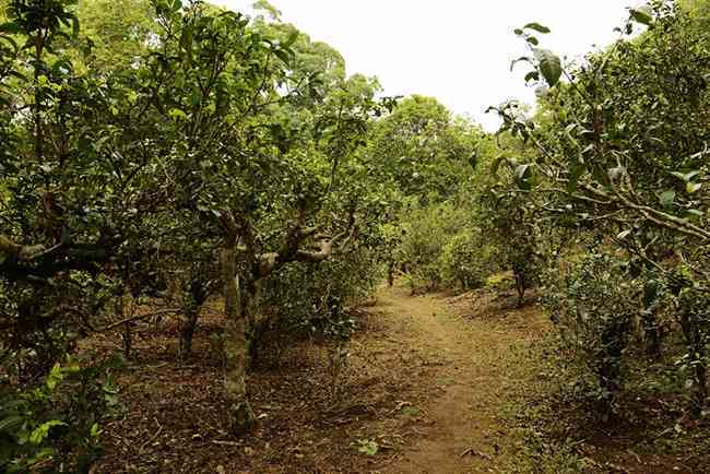 普洱茶十大茶山排名榜前十名：哪些山是更具价值的？