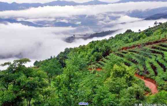 普洱茶知名茶山：与深度解析