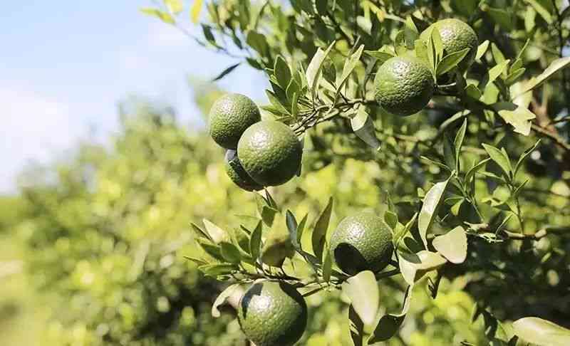 青柑普洱茶：独特口感与助消化的健饮品