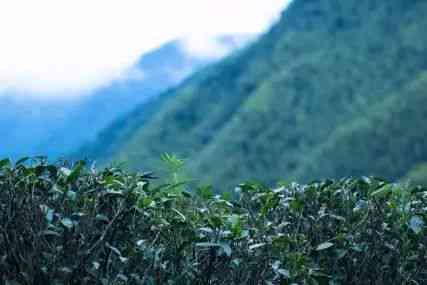 普洱茶与薄荷糖的完美融合：探究云南产区的独特风味