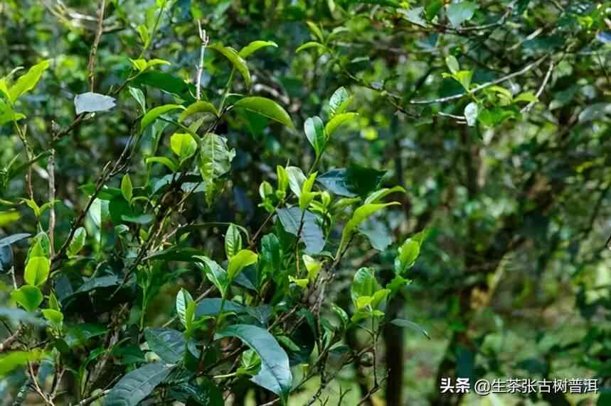 普洱茶新手指南：针对新茶客的饮茶建议与适合品种推荐