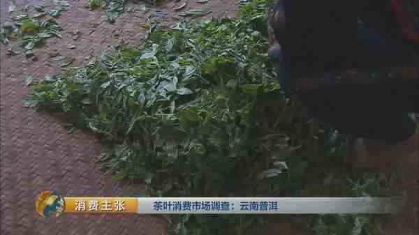 '大荒山普洱茶价格多少钱一斤：了解最新行情'