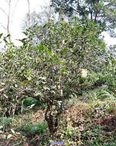 荒山普洱茶特点介绍及价格：探索荒山老树的独特魅力