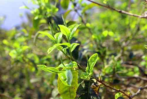 永德老茶树普洱茶价格多少一斤