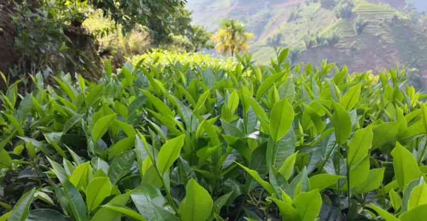 全面了解三千茶农茶饼价格：从品种、产地到市场参考指南