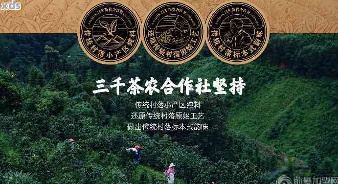 全面了解三千茶农茶饼价格：从品种、产地到市场参考指南