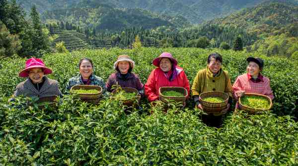 三千茶农普洱茶饼价格