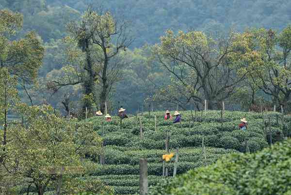 三千茶农普洱茶饼价格