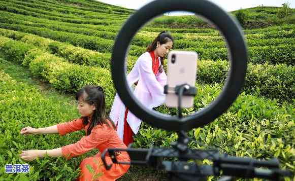 普洱茶直播带货实战技巧：如何打造爆款，让观众爱不释手