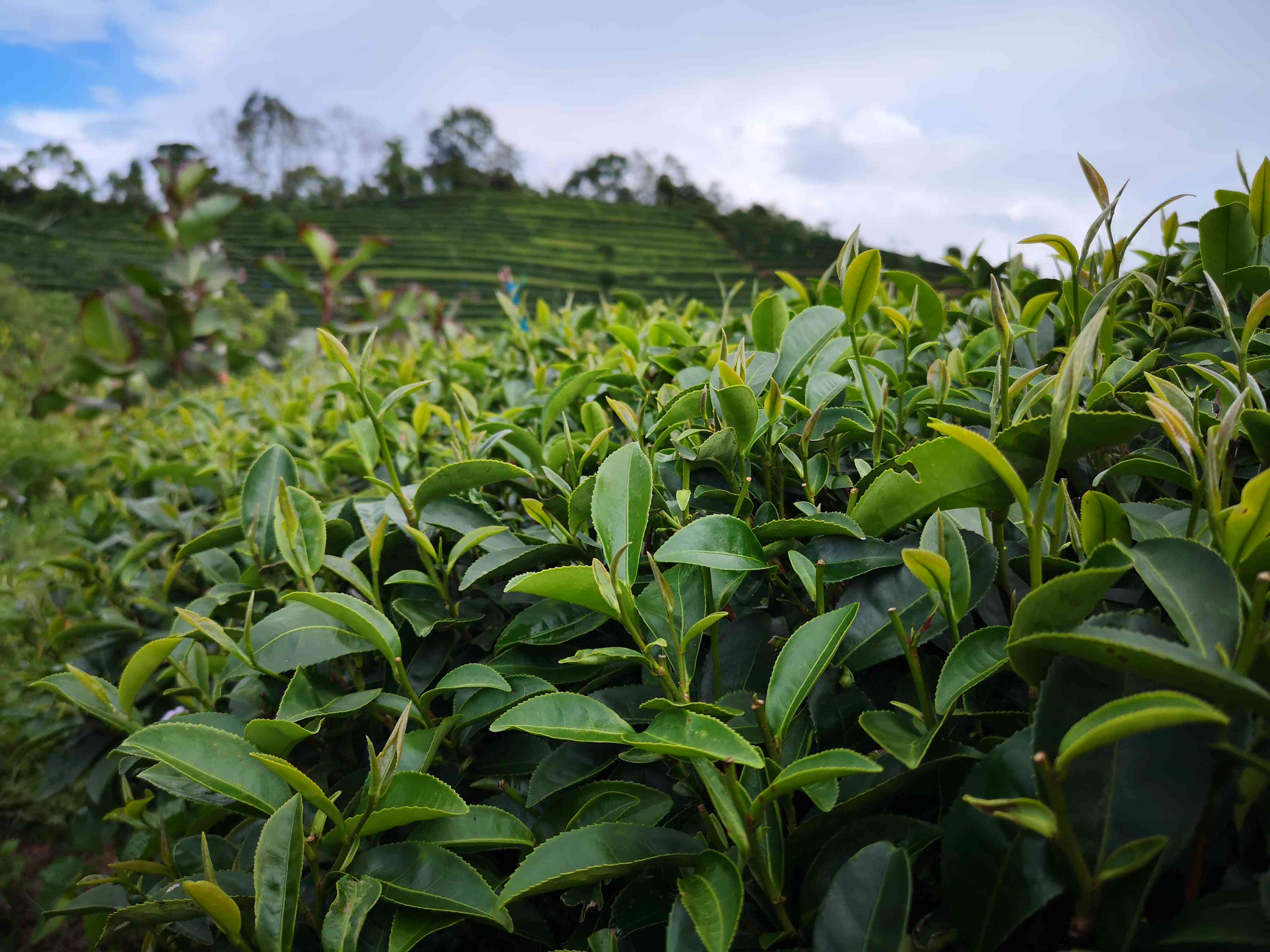 普洱茶加工厂家价格表一览表，一站式解决您的所有疑问