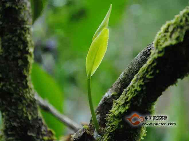 古树生普洱茶的功效与作用及简介、价格和特点 - 百度百科