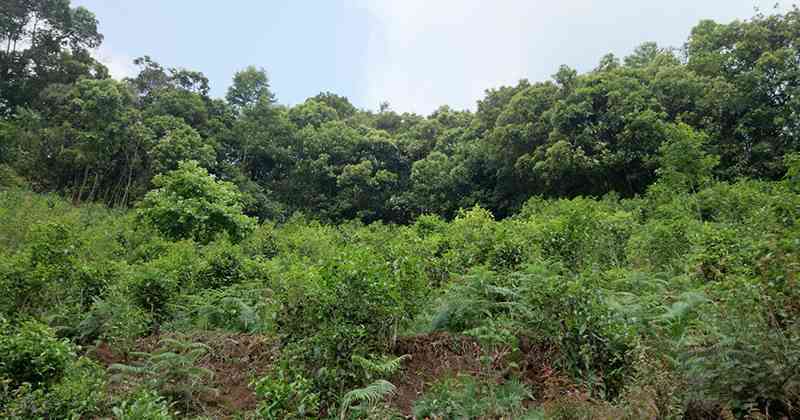 大忠山古树普洱茶春茶与老茶特色对比及价格一览表