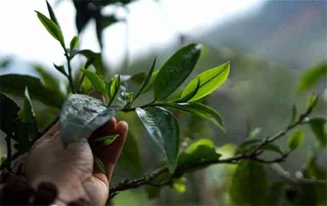 大忠山古树普洱茶：特点、制作工艺与品饮体验的全面解析