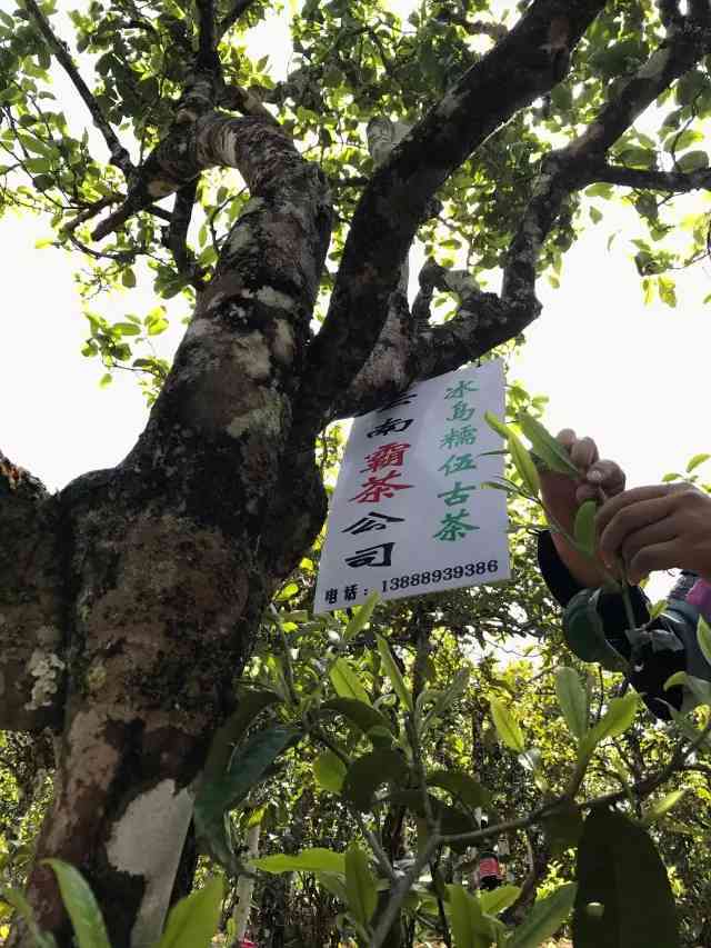 云南临沧古树普洱茶357克价格及种类，了解清楚多少钱一斤与冰岛特点