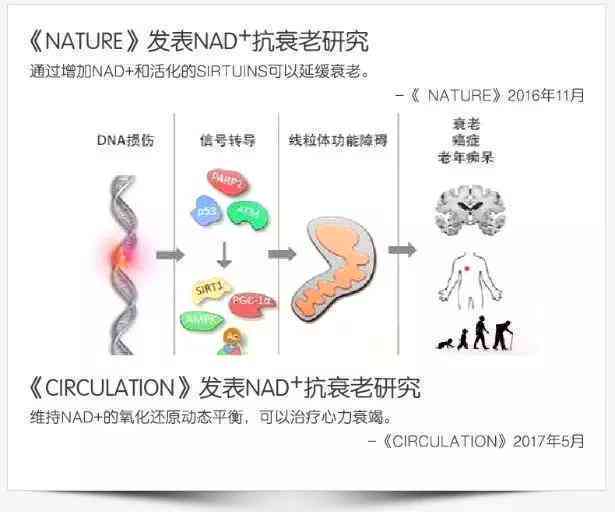 普洱茶的健益处：对抗脂肪肝的有效成分解析