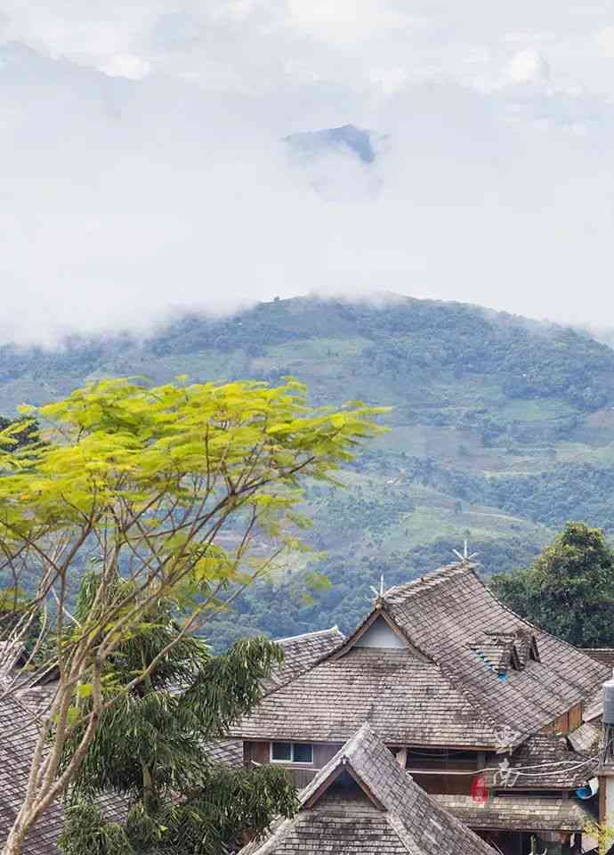 普洱茶千年古寨价格表：千年普洱茶古树位置查询