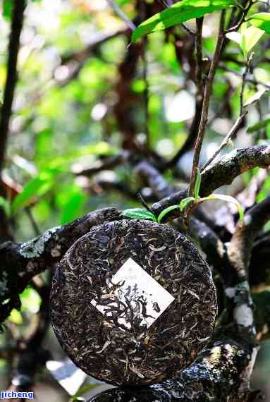 全面解析：五大普洱茶高端茶饼，了解产地、工艺与口感的关键要素