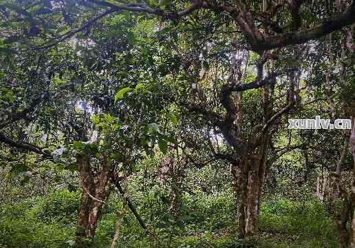 云南勐海老树园茶普洱茶：勐海县老树茶厂精心打造的茶叶