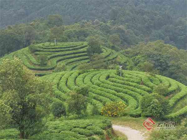 文山麻栗坡普洱茶简介