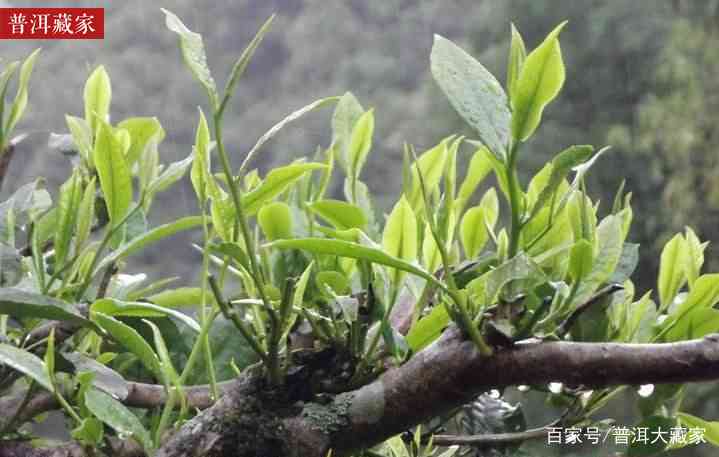 云南普洱茶芽苞的安全性与古树茶的品质分析